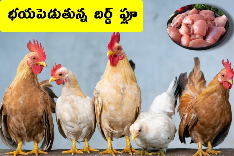 తెలంగాణలో బర్డ్‌ఫ్లూ కలకలం, తొలి కేసు నమోదుతో హై అలర్ట్