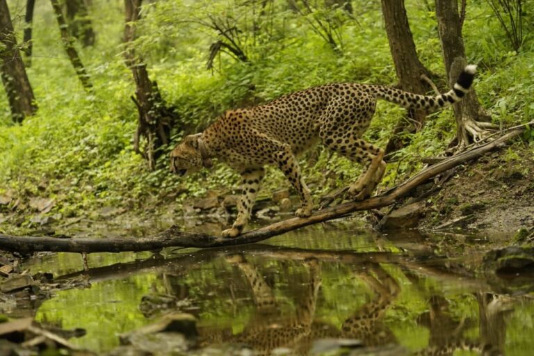 అంతర్జాతీయ చీతా దినోత్సవం సందర్భంగా వన్యప్రాణి ప్రేమికులకు, సంరక్షకులకు హృదయపూర్వక శుభాకాంక్షలు.