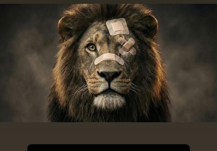 గాయపడ్డ సింహం గర్జనకు సిద్ధం.